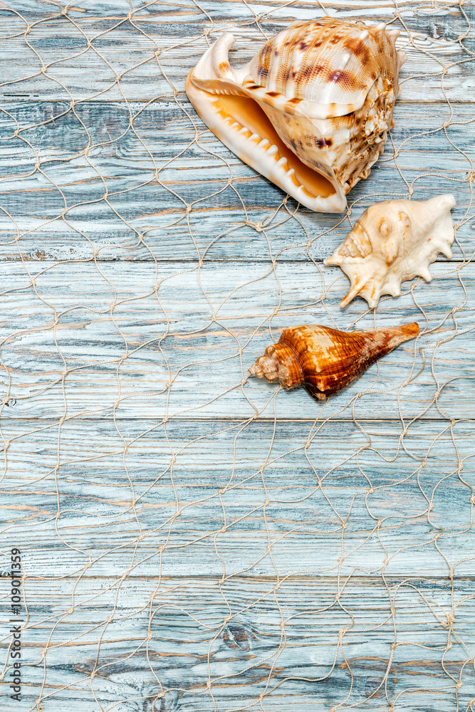 seashells on white boards