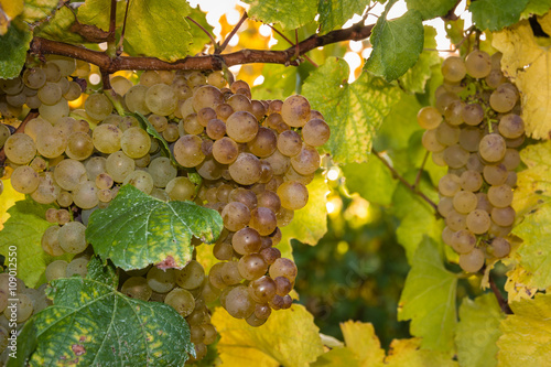 white riesling grapes on vine photo