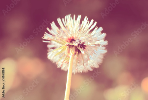 Dandelion