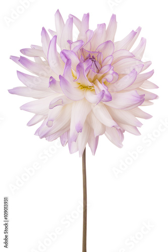 Fototapeta Naklejka Na Ścianę i Meble -  dahlia