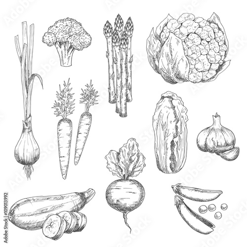 Fresh vegetables sketch for vegetarian food design