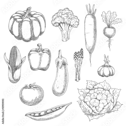 Organic vegetables sketch for agriculture design