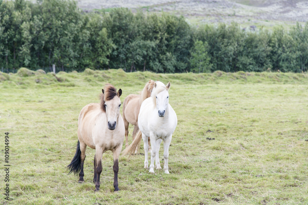 Two shaggy Icelandic horses on the summer meadow. Iceland.