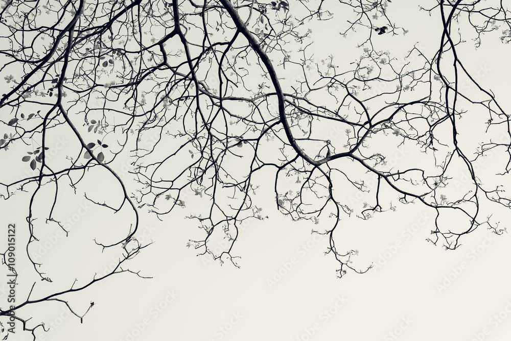 Obraz premium Tree branches