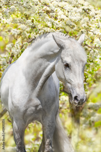 Horse on background of spring blossom nature 