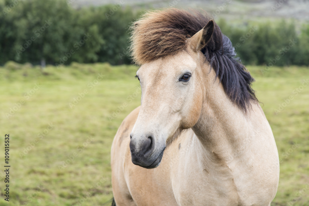 Close up portrait of the brown shaggy Icelandic horse on the summer meadow. Iceland. Close up portrait of the brown shaggy Icelandic horse on the summer meadow. Iceland.