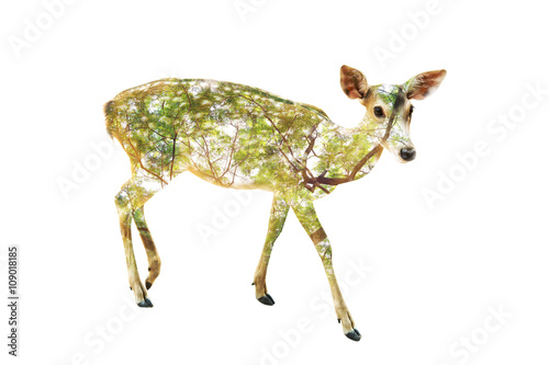 Double exposure of Deer - fawn and Tree on white background ,with clipping path