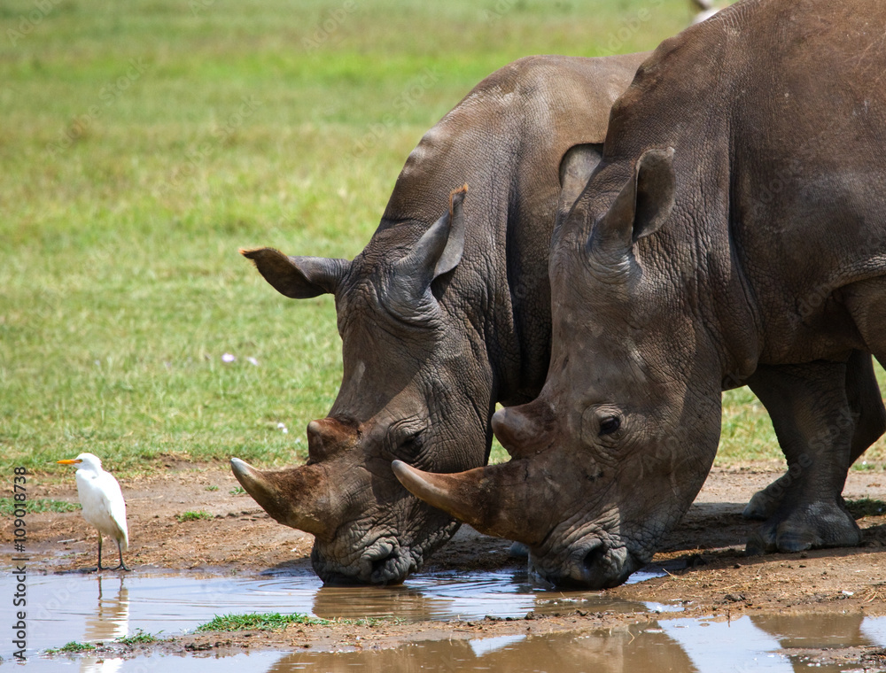 Fototapeta premium Rhinoceros drinking water from puddles. Kenya. National Park. Africa. An excellent illustration.