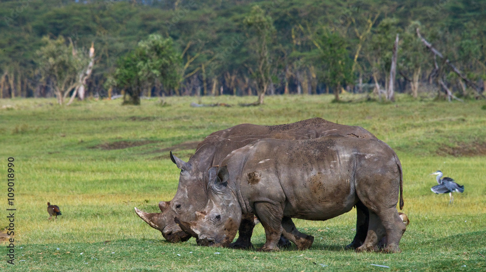 Obraz premium Two rhinoceros walking on grass in the national park. Kenya. National Park. Africa. An excellent illustration.