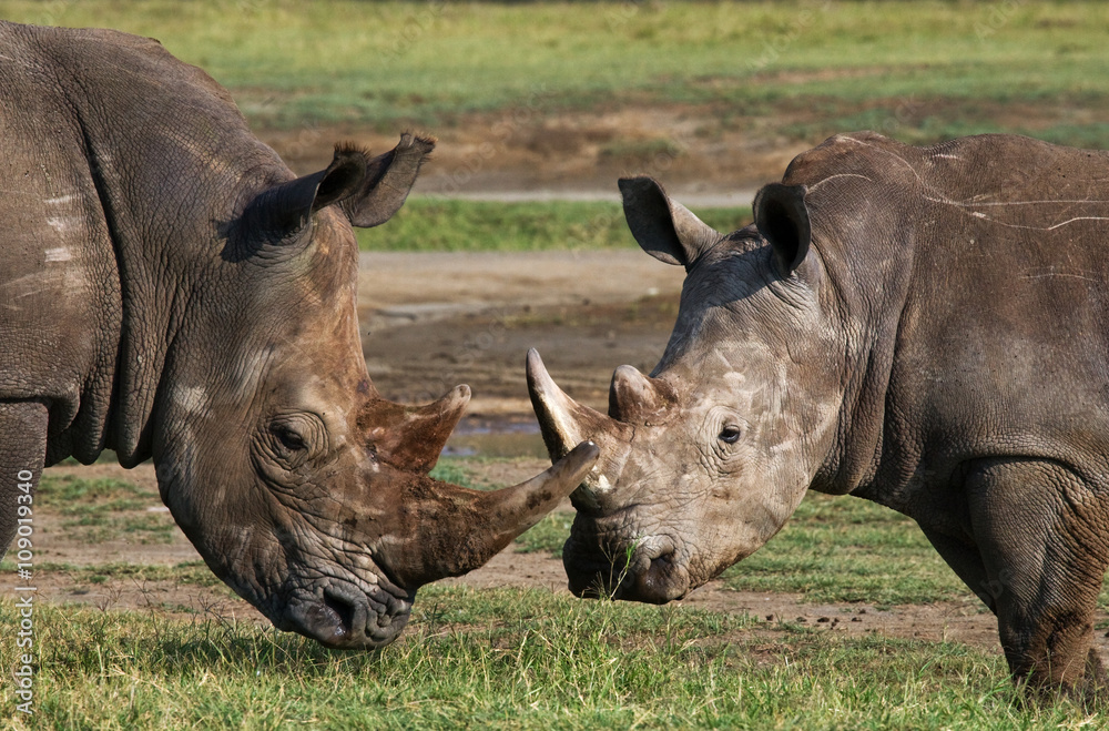 Fototapeta premium Two rhinoceros fighting with each other. Kenya. National Park. Africa. An excellent illustration.