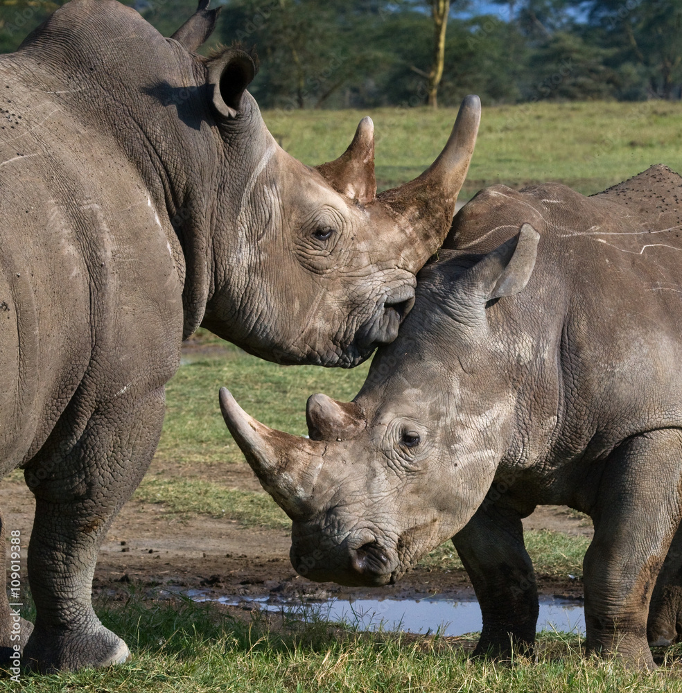 Naklejka premium Two rhinoceros fighting with each other. Kenya. National Park. Africa. An excellent illustration.