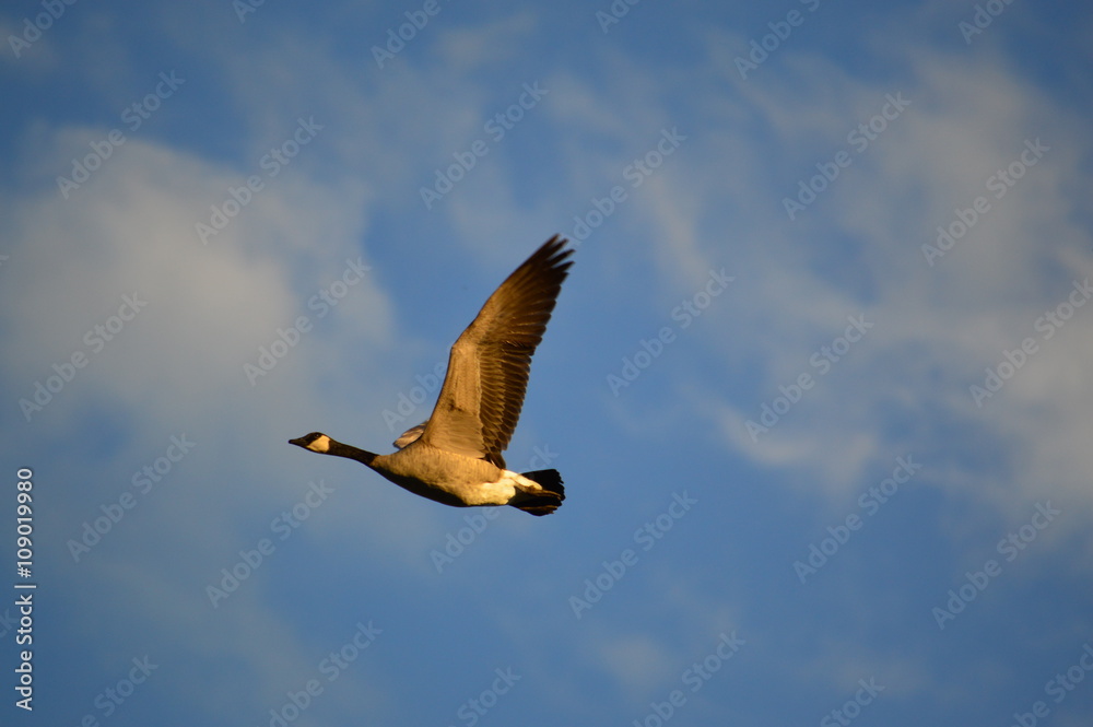 Fototapeta premium In flight