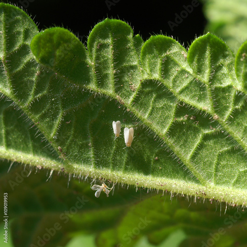 Whitefly - Trialeurodes vaporariorum 