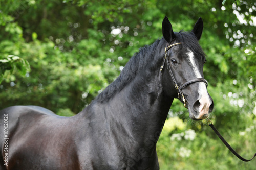 Amazing black welsh part-bred stallion