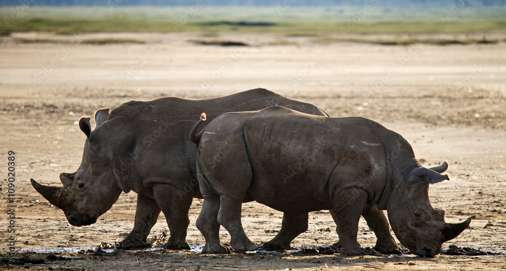 Two rhinoceros walking in the national park. Kenya. National Park. Africa. An excellent illustration. Two rhinoceros walking in the national park. Kenya. National Park. Africa. An excellent illustration.