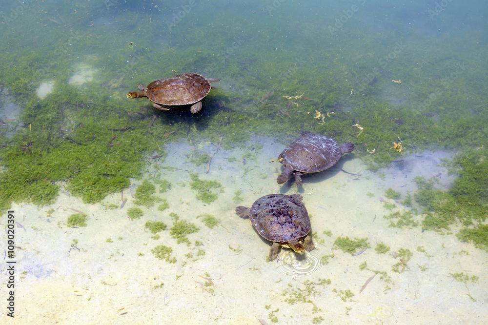 Obraz premium Australian fresh water turtles