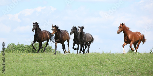 Beautiful herd of horses running together