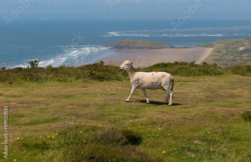 Sheep on top of Rhossili Down view to Hillend The Gower Wales UK
 photo