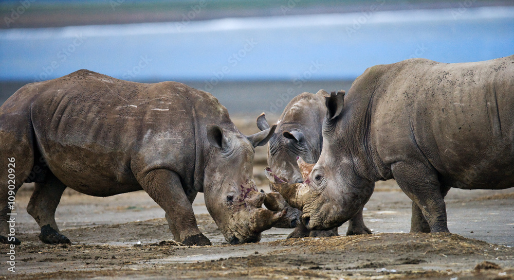 Obraz premium Two rhinoceros fighting with each other. Kenya. National Park. Africa. An excellent illustration.
