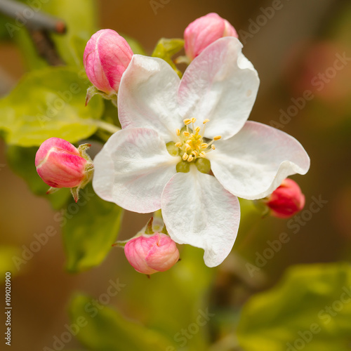 Spring blossom flower