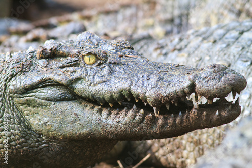 Closed up picture of crocodile in nature