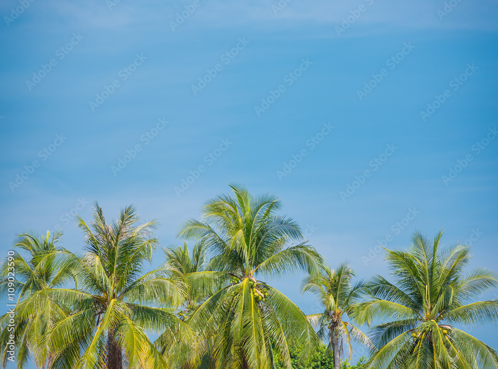 Coconut on blue sky