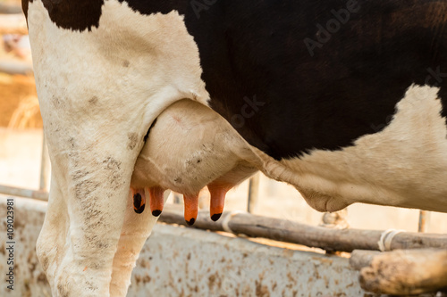 Close up of cow udder in a farm