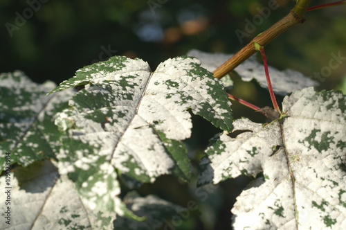 Powdery Mildew of on a leaf of the tree