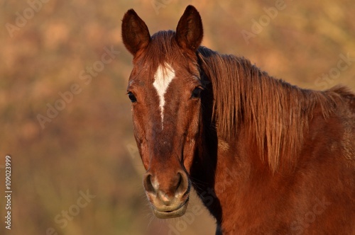 Portrait d'un cheval.