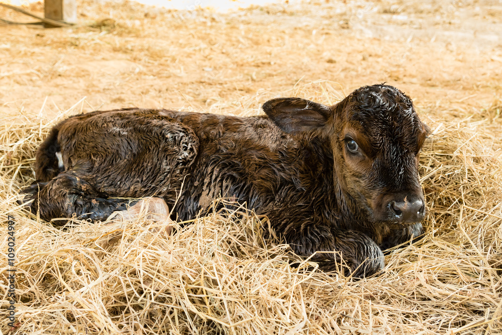 Fototapeta premium Brown newborn calf lying on staw