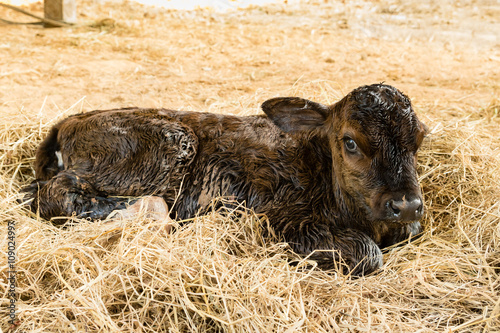 Brown newborn calf lying on staw