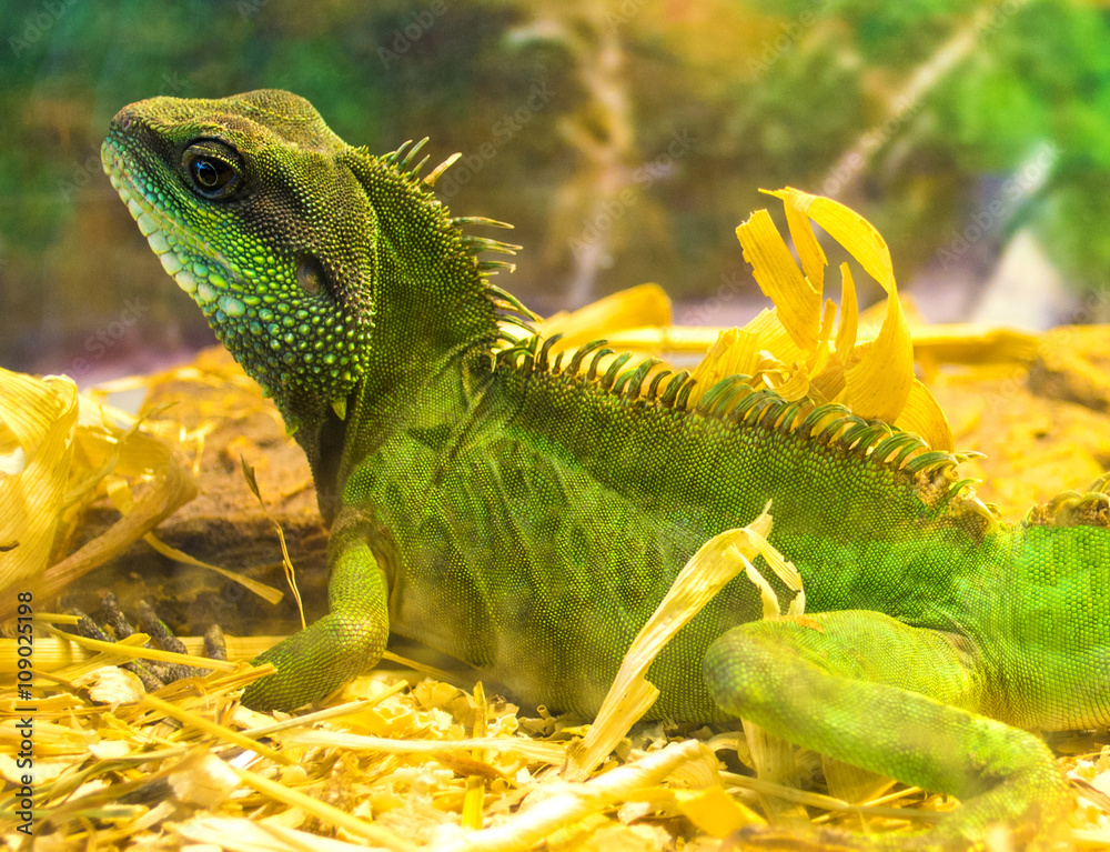 Fototapeta premium Iguana
