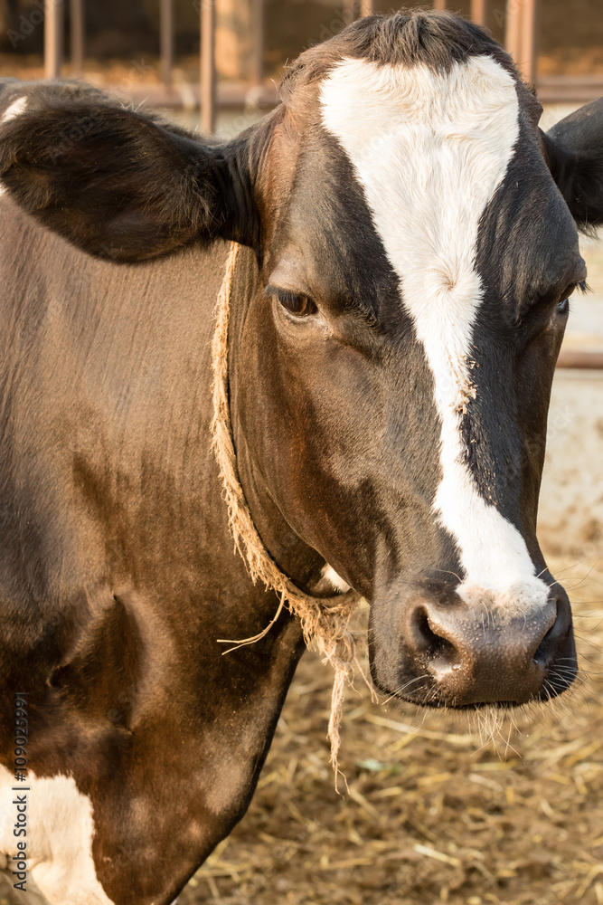 portrait of Black and white cow