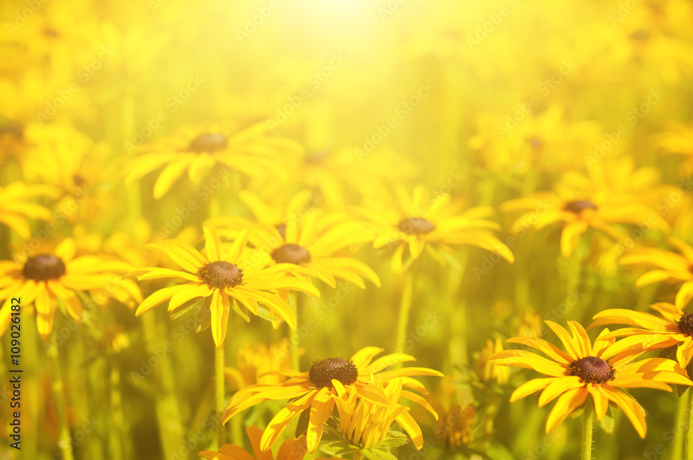 Rudbekia flowers field, blossoming at summer time, floral summer sunny background Rudbekia flowers field, blossoming at summer time, floral summer sunny background