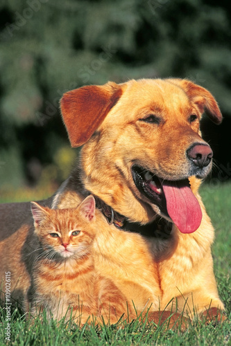 Lab Retriever and tabby Kitten sitting together
