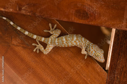 gecko climbing on wooden wall