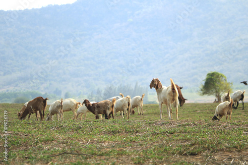 Goats eating grass in a field