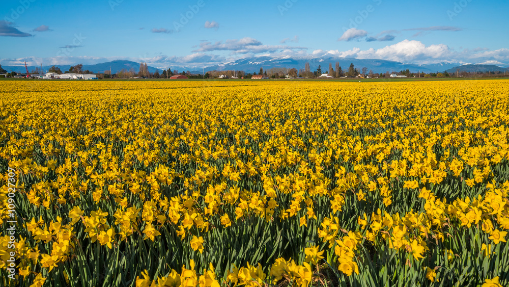 Field of beautiful yellow daffodils. Blooming narcissus in spring. Field of beautiful yellow daffodils. Blooming narcissus in spring.