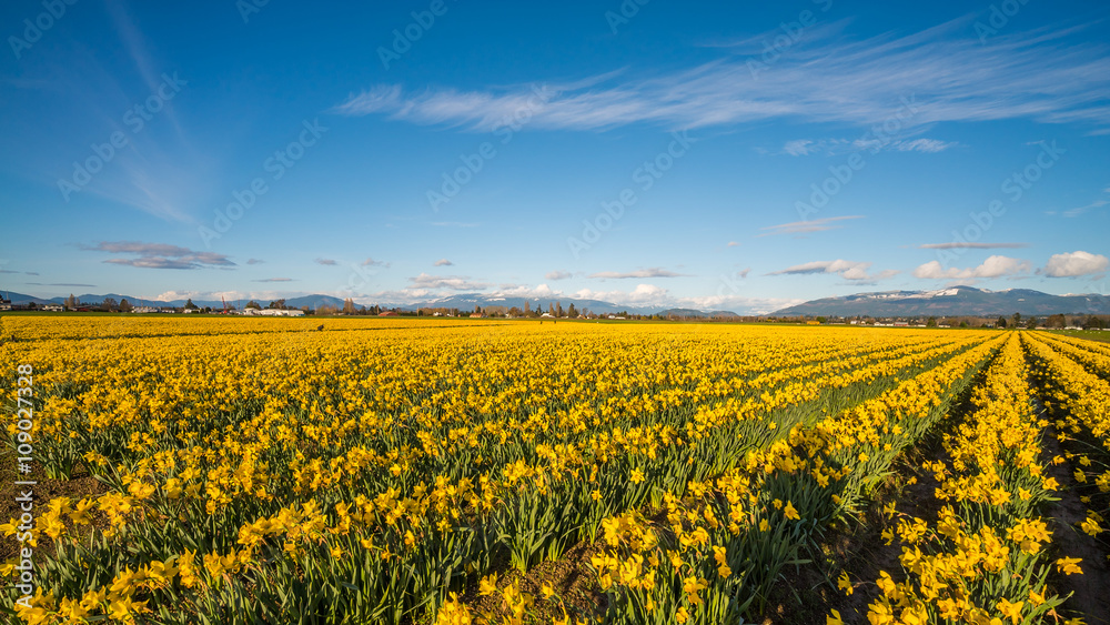 Field of beautiful yellow daffodils. Blooming narcissus in spring.