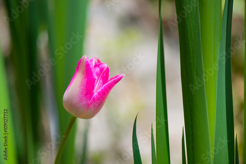 Pink tulip in the green