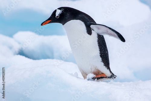 Beautiful gentoo penguin walking on snow in Antarctica