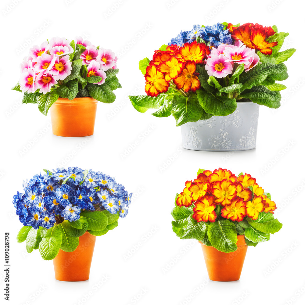 Obraz premium Spring primrose flowers