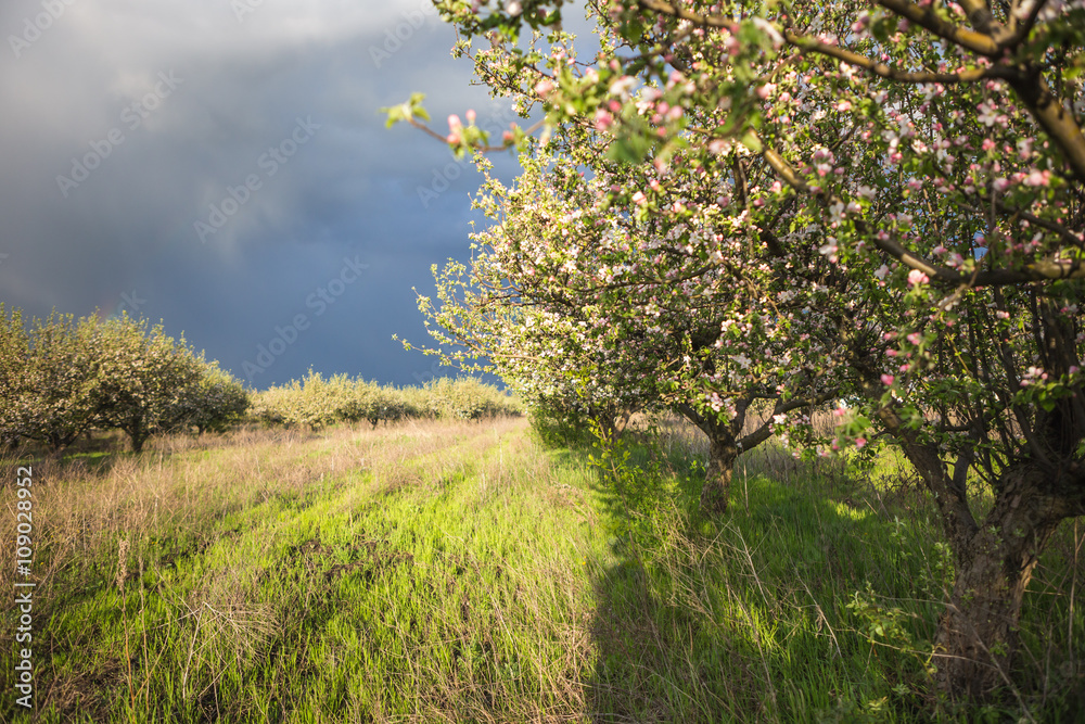 Fototapeta premium spring garden apple
