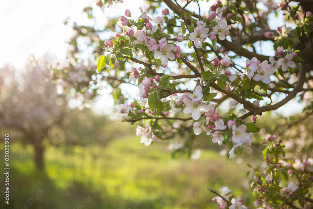Fototapeta premium Spring garden with blossom apple tree