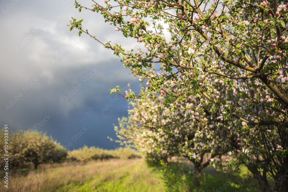 Fototapeta premium spring garden apple
