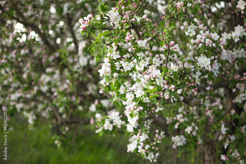 spring garden apple spring garden apple