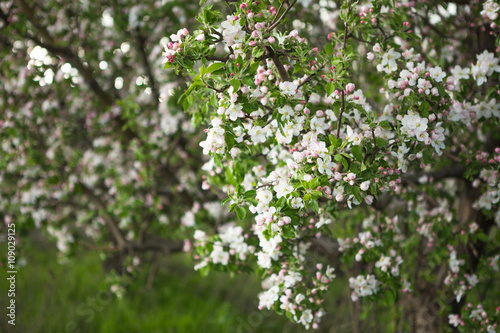 spring garden apple
