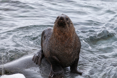 Fur Seal sitting on the rocks washed by ocean, Antarctica