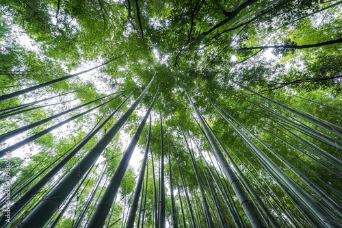 Top of The Arashiyama Bamboo Grove of Kyoto  Japan.