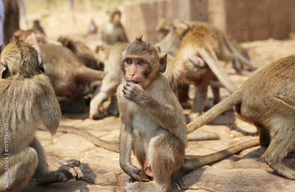 Portrait of monkey - eating, playing